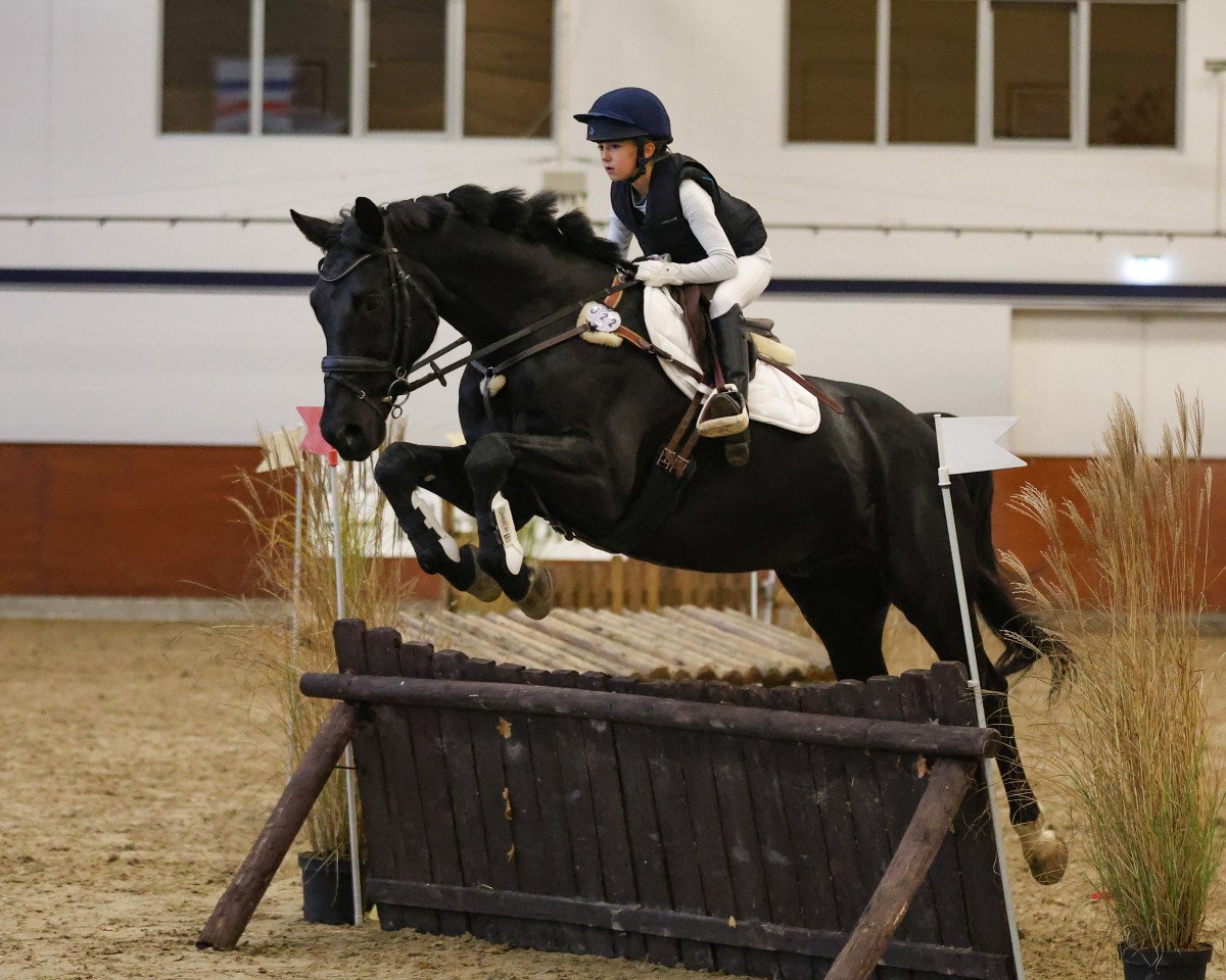 jumper Bendixx 3 (Oldenburg, 2012, from Black Jack 175)