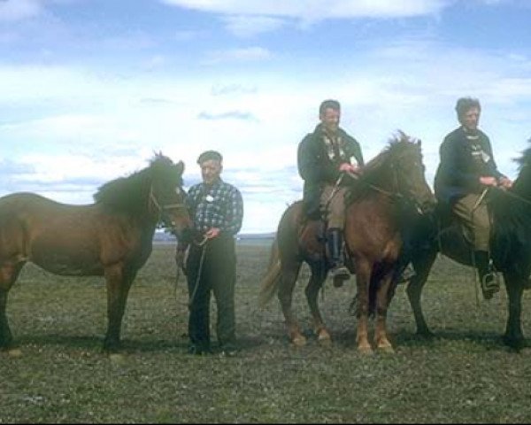 Zuchtstute Jörp frá Holtsmúla (Islandpferd, 1954, von Þröstur frá Reynistað)