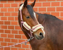 Dressurpferd Dadeldoo (Deutsches Reitpony, 2010, von Reitland's Du oder Keiner)