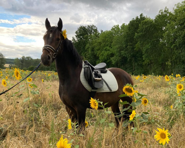 Pferd Nitro von der Marien-quelle (Deutsches Reitpony, 2020, von New Classico)