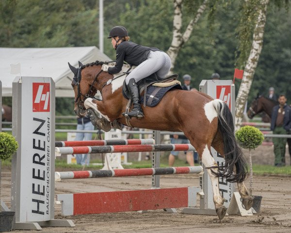 jumper Doris 109 (Irish Sport Horse, 2009, from Cavalier Jump for Joy)