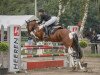 Springpferd Doris 109 (Irish Sport Horse, 2009, von Cavalier Jump for Joy)