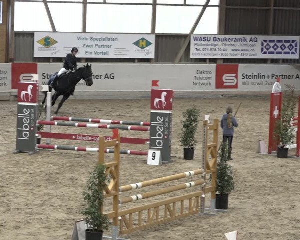 Reitturnier Henau 2023