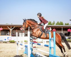 jumper Konstantin 41 (German Sport Horse, 2016, from Kasanova de La Pomme)