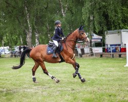 Springpferd Amadeus 953 (Deutsches Sportpferd, 2010, von Askano)