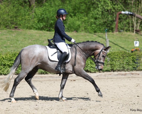 dressage horse Nanuk H (German Riding Pony, 2019, from Fs Numero Uno)