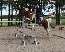 jumper Pipo (Selle Français, 2010)