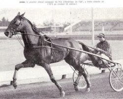 Deckhengst Jamin (FR) (Französischer Traber, 1953, von Abner (FR))