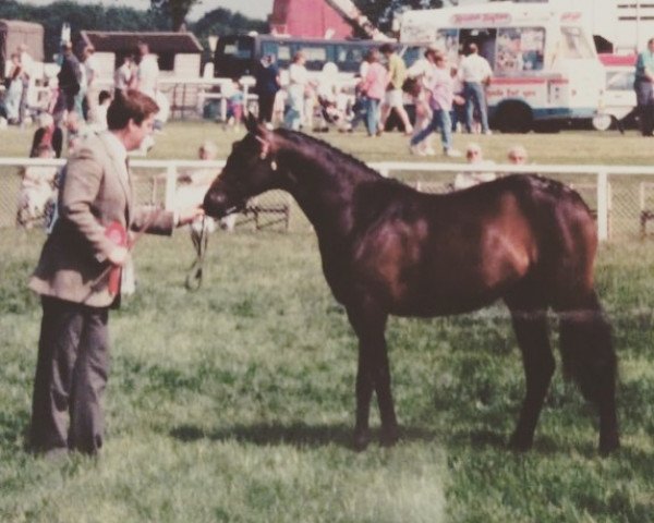 horse Rendene Stormy Affair (British Riding Pony, 1988, from Rosevean Monsoon)