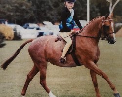 Pferd Rhos Exclusive (British Riding Pony, 2002, von Moor Hall Catnip)