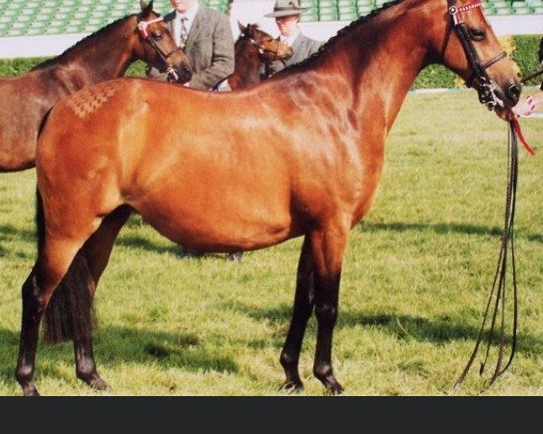 Pferd Towyvalley Vogue (British Riding Pony, 1990, von Matchmaker Of Towy Valley)