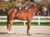 dressage horse Baroncelli R (Oldenburg, 2019, from Baron)