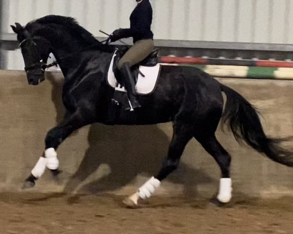 dressage horse Frühlingskönigin (Hanoverian, 2019, from Blue Hors Farrell)