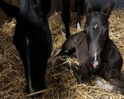 dressage horse Dark Dream (Hanoverian, 2023, from Glock's Dream Boy)