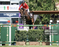 jumper Condaro (Oldenburg, 2009, from Contendro I)