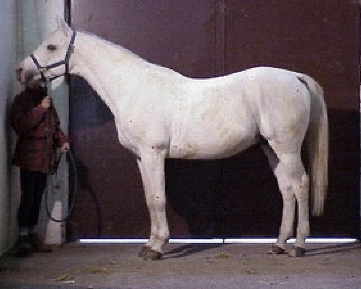 stallion Zadie d'Espiens ox (Arabian purebred, 1986, from Zulus ox)