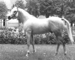 stallion Zulus ox (Arabian thoroughbred, 1979, from Palas ox)