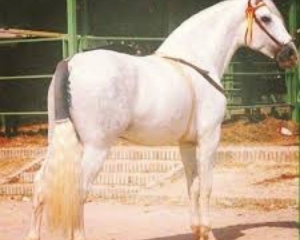 stallion Pampero V (Pura Raza Espanola (PRE), 1983, from Vasallo II)