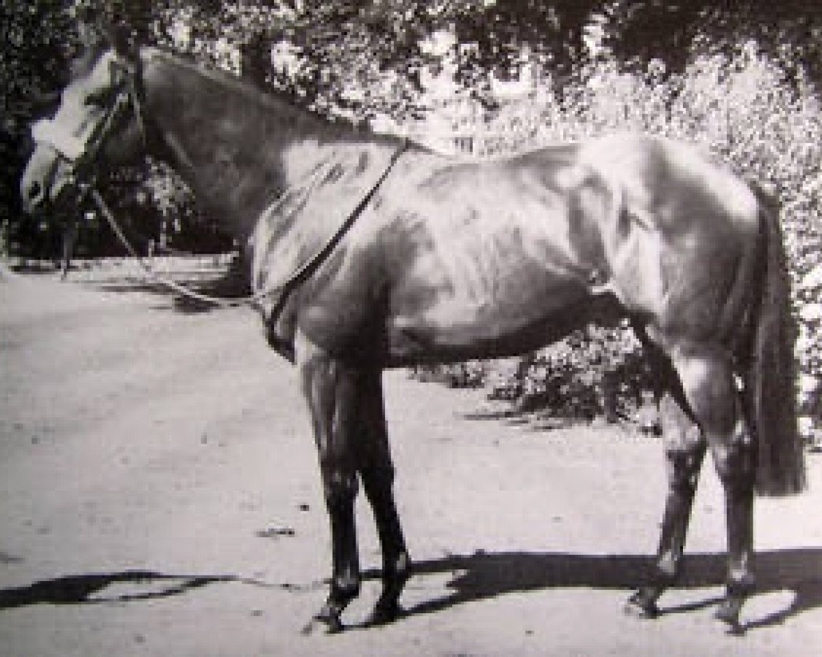 Deckhengst Golden Fleece xx (Englisches Vollblut, 1979, von Nijinsky xx)