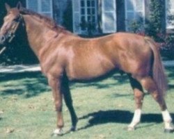 stallion Lagardere II (Selle Français, 1977, from Uriel)