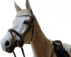 Zuchtstute White Special (KWPN (Niederländisches Warmblut), 2003, von Playboy)