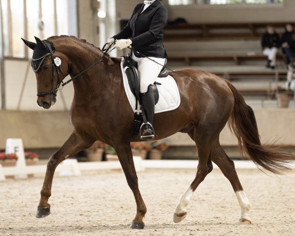 dressage horse Fabulous Filou 3 (German Sport Horse, 2015, from Tannenhof's Fahrenheit)