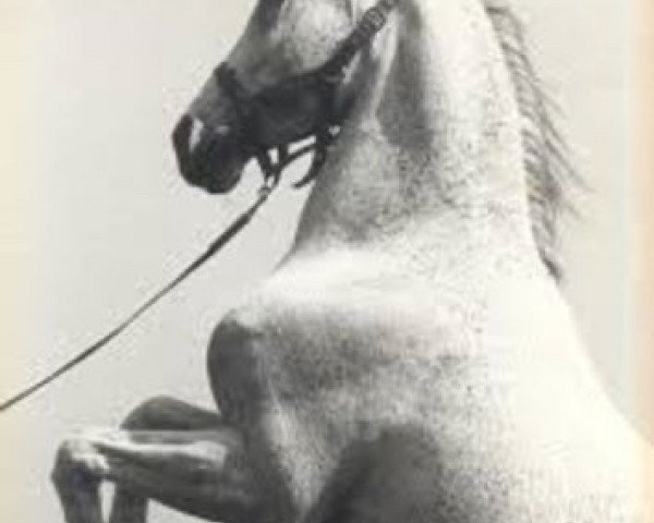 stallion Mowaffac ox (Arabian thoroughbred, 1970, from Fayek EAO)