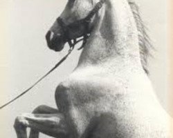 stallion Mowaffac ox (Arabian thoroughbred, 1970, from Fayek EAO)