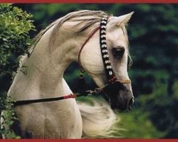 stallion Azal S EAO (Arabian thoroughbred, 1984, from Fikri EAO)