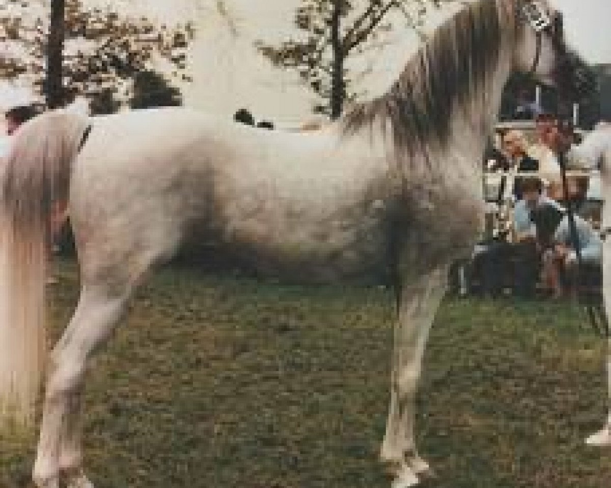 stallion Fikri EAO (Arabian purebred, 1970, from Fayek EAO)