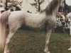 stallion Fikri EAO (Arabian thoroughbred, 1970, from Fayek EAO)