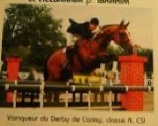 Pferd Oxfor de la Crasne (Selle Français, 1980, von Bright Cupid xx)