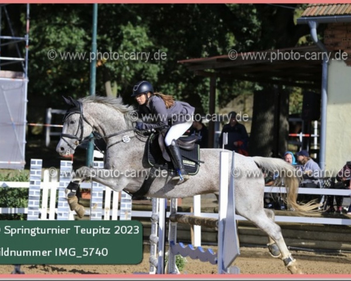 jumper Chaccila La Loi (Württemberger, 2012, from Chacco La Loi)