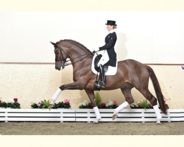 stallion Vitalis (Polish Warmblood, 2007)