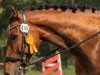 jumper Quite Cornet (German Sport Horse, 2012, from Quite's Prince)