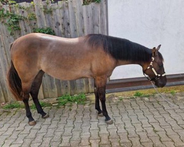 horse My Pretty Valentina (Quarter Horse, 2021)