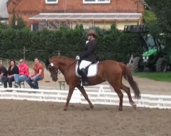 dressage horse Nancy (German Riding Pony, 1995, from Top Nonstop)