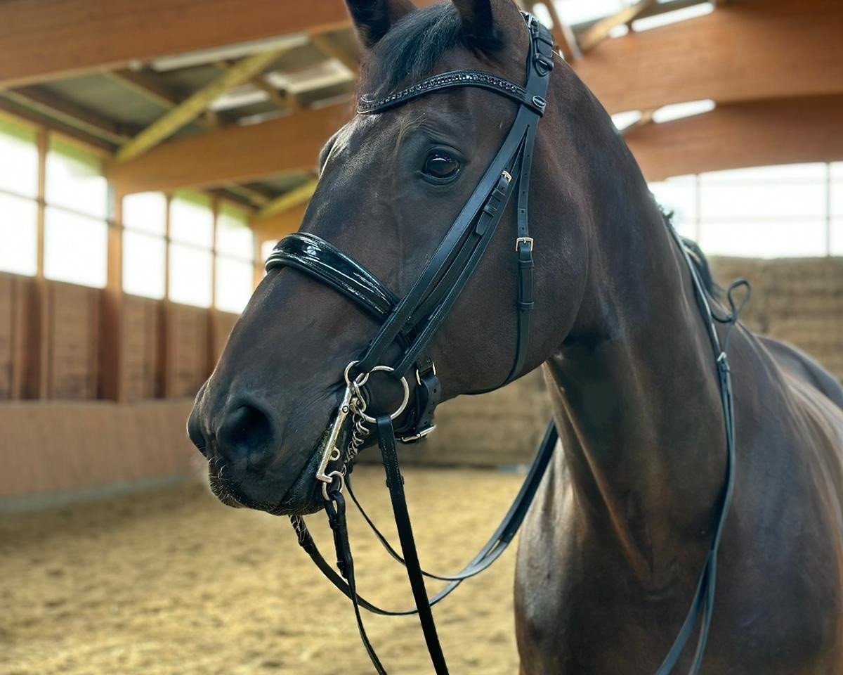 horse Franz von Fidertanz 3 (Hanoverian, 2014, from Fidertanz)