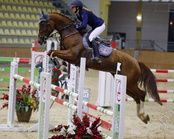 broodmare Quitchella (Oldenburg show jumper, 2008, from Kannan)