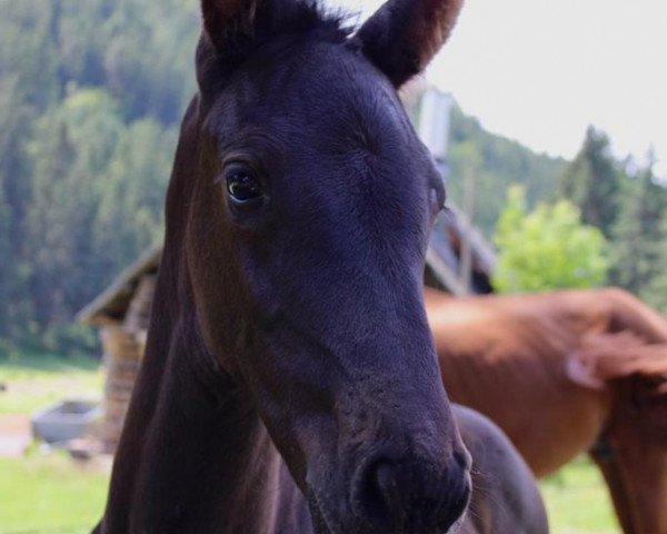 jumper Dikana (Hanoverian, 2023, from Diacontinus)