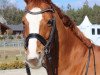 dressage horse Le Beau 54 (Hanoverian, 2003, from Londonderry)