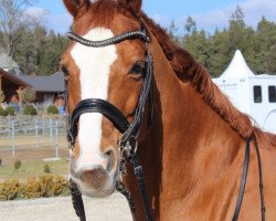 dressage horse Le Beau 54 (Hanoverian, 2003, from Londonderry)