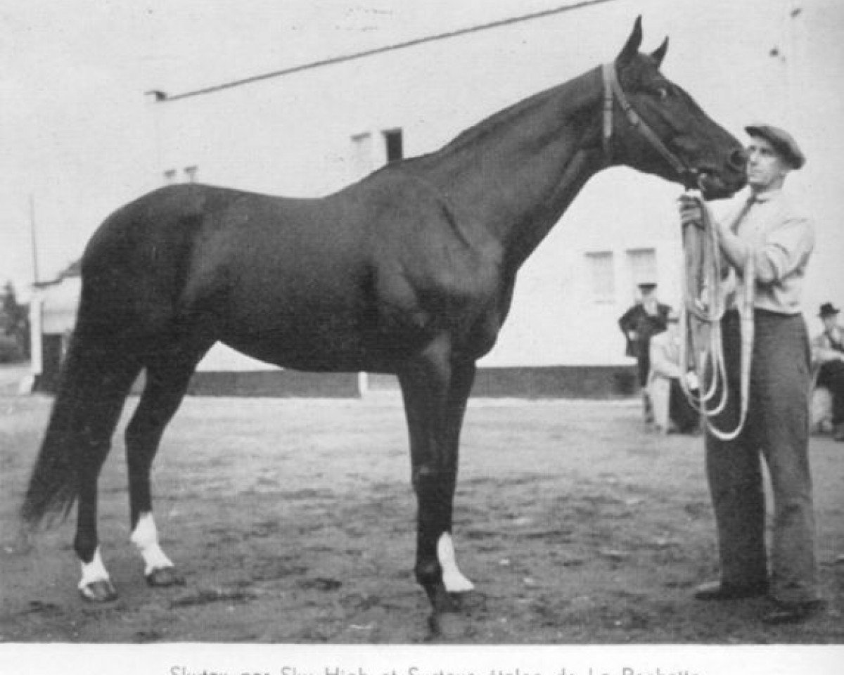 stallion Skytax xx (Thoroughbred, 1948, from Sky High xx)
