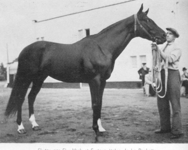 stallion Skytax xx (Thoroughbred, 1948, from Sky High xx)