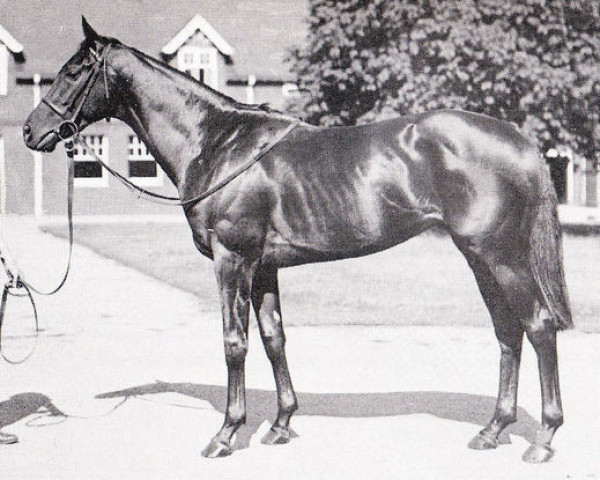 stallion Sky High xx (Thoroughbred, 1943, from Hyperion xx)