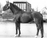 stallion Wendekreis II (Hanoverian, 1974, from Wendekreis)