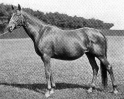 broodmare Fanchette xx (Thoroughbred, 1880, from Speculum xx)