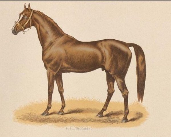 stallion Trocadero xx (Thoroughbred, 1864, from Monarque xx)