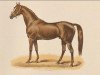 stallion Trocadero xx (Thoroughbred, 1864, from Monarque xx)