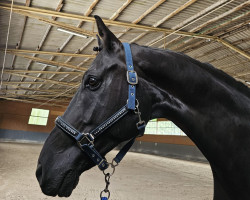 dressage horse Royal's Remember Me (Hanoverian, 2010, from Royal Classic I)